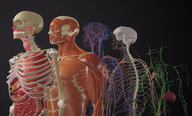 MAI Bodymap人体地图
